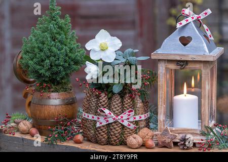 Rustikale weihnachtsdekoration mit helleborus niger, picea glauca, Tannenzapfen und Laterne Stockfoto