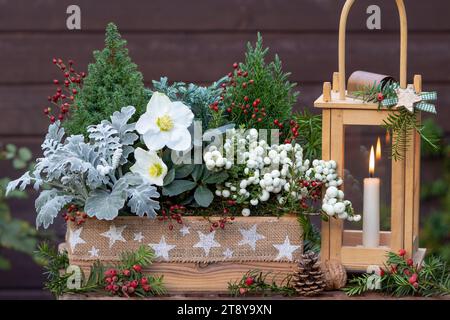 weihnachtsgartenanlage mit helleborus niger, stacheliger Hitze, senecio cineraria und Nadelholz in Holzkiste und Holzlaterne Stockfoto