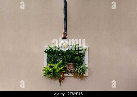 Pflanzen im Rahmen als Dekoration, die an einer Wand mit Glühbirne in einem Raum hängen Stockfoto