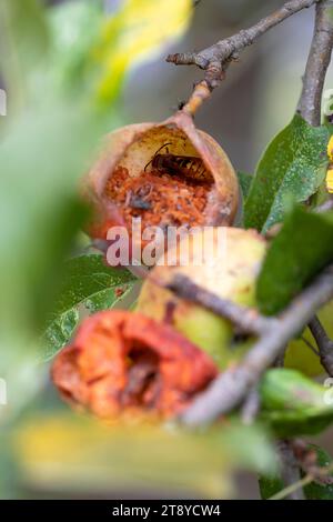 asiatische Wespe verschlingt einen Apfel und lässt ihn hohl im Apfelbaum selbst. Invasive Insekten, vertikale Makronaturfotografie. Kopierbereich. Stockfoto