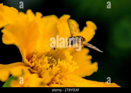 Nahaufnahme von wilden Hummeln auf der Suche nach Nahrung, aufgenommen in Deutschland an einem sonnigen Tag. Stockfoto