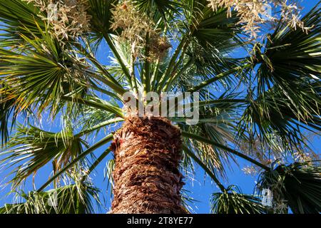 Niedriger Winkel einer Palme vor einem klaren blauen Himmel mit sichtbaren Ästen und Blättern Stockfoto