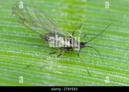 Getreideblattläuse Sitobion avenae geflügeltes alate-adultes Insekt. Stockfoto