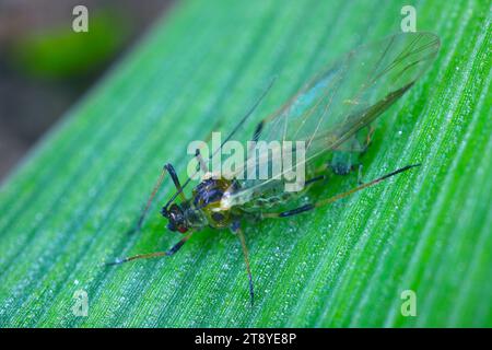 Getreideblattläuse Sitobion avenae geflügeltes alate-adultes Insekt. Stockfoto