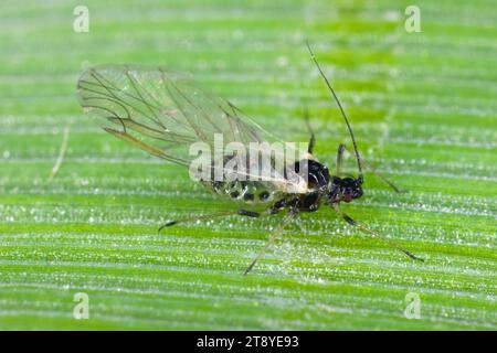 Getreideblattläuse Sitobion avenae geflügeltes alate-adultes Insekt. Stockfoto