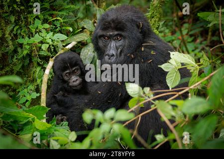 Östlicher Gorilla – Gorilla beringei gefährdete den größten lebenden Primaten, Tieflandgorillas oder Grauer Gorillas (graueri) im grünen Regenwald Stockfoto