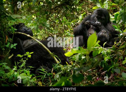 Östlicher Gorilla – Gorilla beringei gefährdete den größten lebenden Primaten, Tieflandgorillas oder Grauer Gorillas (graueri) im grünen Regenwald Stockfoto