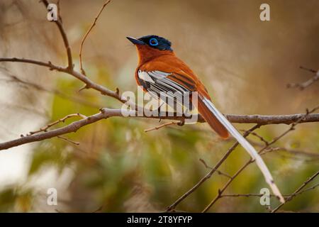 Madagasy Paradise Flycatcher (Terpsiphone mutata) Vogel mit langem Schwanz in Monarchidae, gefunden auf Komoren, Madagaskar und Mayotte, subtropisch oder tropisch Stockfoto