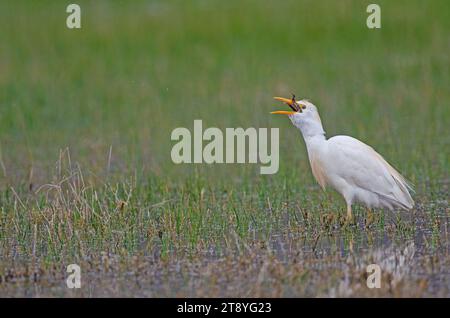 Westlicher Rinderreiher (Bubulcus ibis), der einen gefangenen Frosch schluckt. Stockfoto