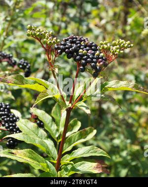 In den wilden Beeren, reif auf schwarzem Graselden (Sambucus ebulus) Stockfoto