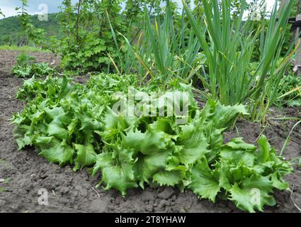 Im offenen organischen Boden wächst Salat (Lactuca sativa) Stockfoto