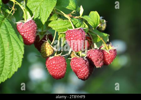 Früchte von Himbeeren und grünen Blättern auf einem Buschzweig Stockfoto