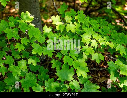 Schöne grüne Ahornblätter, die auf Ästen in einem dicken Wald leben, meist schattig, aber mit etwas Sonnenschein auf einigen. Stockfoto