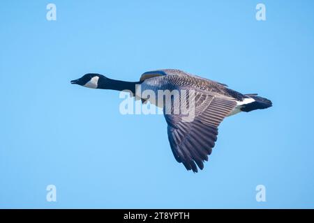 Nahaufnahme der kanadischen Gänse Branta canadensis im Flug migrieren Stockfoto