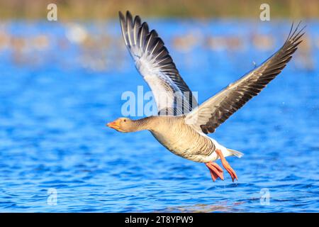 Nahaufnahme der Graugans, Anser Anser, im Flug über der Wasseroberfläche an einem sonnigen Tag mit klarem blauem Himmel Stockfoto