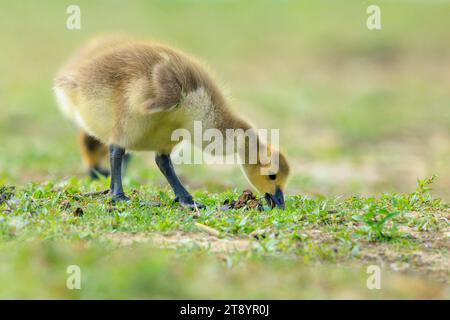 Nahaufnahme einer Kanadagans Branta canadensis, Küken oder Pullus auf der Suche nach einer grünen Wiese Stockfoto