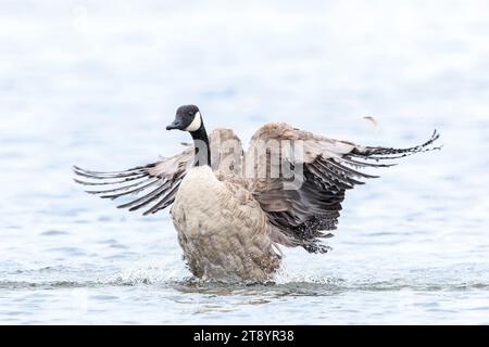 Kanadische Gänse, Branta canadensis, Putzen, Putzen und Spritzen im Wasser, Putzen seiner Federn und Gefieder. Stockfoto