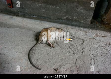 Tote Ratte bei einer Zigarettenknospe auf Betonboden. Stockfoto
