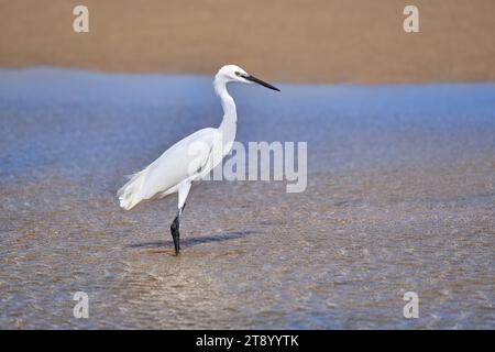 Der kleine Egretta garzetta steht im flachen Wasser einer Lagune Stockfoto