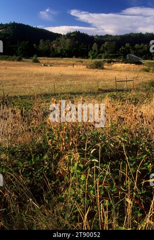 Grass Rangeland im South Umpqua River Valley, Myrtle Creek Canyonville Scenic Historic Tour Route, Oregon Stockfoto