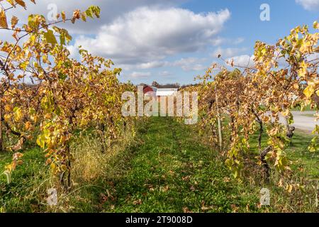 Red Barn und Herbstfarben im Weinberg in der Finger Lake Region von New York. Stockfoto