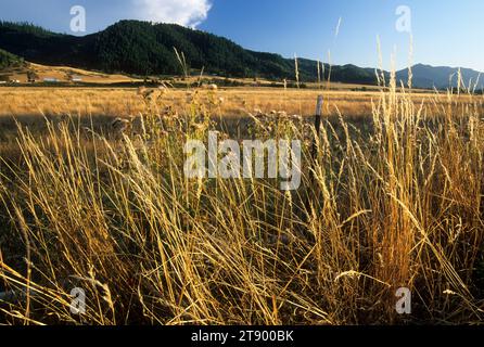 Grass Rangeland im South Umpqua River Valley, Myrtle Creek Canyonville Scenic Historic Tour Route, Oregon Stockfoto