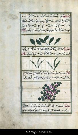 Türkische Version der Wunder der Schöpfung, zwei Arten von Bergbalsam und eine breite Bohne, dies ist eine türkische Version von ʿAjāʾib al-makhlūqāt (Wunder der Schöpfung) von Zakarīyā al-Qazwīnī (d. 692 AH / 1293 n. Chr.), hergestellt auf Wunsch des Wesirs Murtaza Paşa (Murtaḍá Pāshā) (fl. 11. Jahrhundert AH / 17. Jahrhundert). Der Codex wurde 1121 AH / 1717 CE von Muḥammad ibn Muḥammad Shākir Rūzmah-ʾi Nāthānī fertiggestellt. Es gibt 444 Gemälde, die den Text illustrieren. Die Bindung ist nicht originell im Manuskript Stockfoto