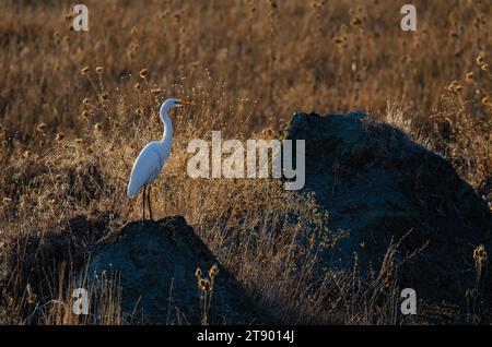 Großer Reiher, Ardea alba Silhouetten auf einem Hügel. Stockfoto