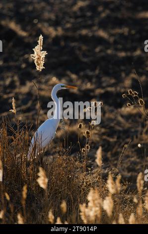 Großer Reiher, Ardea alba Silhouetten auf einem Hügel. Stockfoto