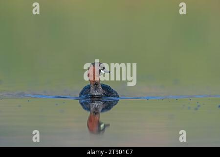 Little Grebe (Tachybaptus ruficollis) schwimmt im See. Stockfoto