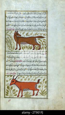 Türkische Version der Wunder der Schöpfung, Ein Fuchs und ein junger Ziegenbock, dies ist eine osmanische beleuchtete und illustrierte türkische Version von Zakarīyā al-makhlūqāt (Wunder der Schöpfung) von Qazwīnī al-ʿAjāʾib (gest. 692 AH / 1293 n. Chr.), hergestellt auf Wunsch des Wesirs Murtaza Paşa (Murtaḍá Pāshā) (fl. 11. Jahrhundert AH / 17. Jahrhundert). Der Codex wurde 1121 AH / 1717 CE von Muḥammad ibn Muḥammad Shākir Rūzmah-ʾi Nāthānī fertiggestellt. Es gibt 444 Gemälde, die den Text illustrieren. Die Bindung ist nicht originell im Manuskript Stockfoto