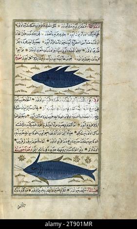 Türkische Version der Wunder der Schöpfung, zwei Fische genannt Qunfadh al-māʾ (Wasserigel) und qūqī, dies ist eine türkische Version von ʿAjāʾib al-makhlūqāt (Wunder der Schöpfung) von Zakarīyā al-Qazwīnī (d. 692 AH / 1293 n. Chr.), hergestellt auf Wunsch des Wesirs Murtaza Paşa (Murtaḍá Pāshā) (fl. 11. Jahrhundert AH / 17. Jahrhundert). Der Codex wurde 1121 AH / 1717 CE von Muḥammad ibn Muḥammad Shākir Rūzmah-ʾi Nāthānī fertiggestellt. Es gibt 444 Gemälde, die den Text illustrieren Stockfoto