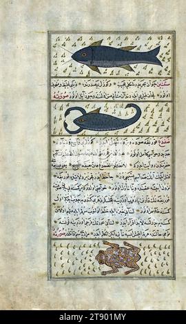 Türkische Version der Wunder der Schöpfung, zwei Fische namens sayūṭ und saqnīn und ein Frosch, dies ist eine türkische Version von ʿAjāʾib al-makhlūqāt (Wunder der Schöpfung) von Zakarīyā al-Qazwīnī (d. 692 AH / 1293 n. Chr.), hergestellt auf Wunsch des Wesirs Murtaza Paşa (Murtaḍá Pāshā) (fl. 11. Jahrhundert AH / 17. Jahrhundert). Der Codex wurde 1121 AH / 1717 CE von Muḥammad ibn Muḥammad Shākir Rūzmah-ʾi Nāthānī fertiggestellt. Es gibt 444 Gemälde, die den Text illustrieren. Die Bindung ist nicht originell im Manuskript Stockfoto