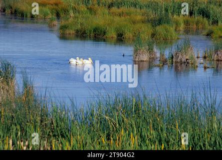 Weiße Pelikane, Klamath Wildlife Area, Volcanic Legacy National Scenic Byway, Oregon Stockfoto