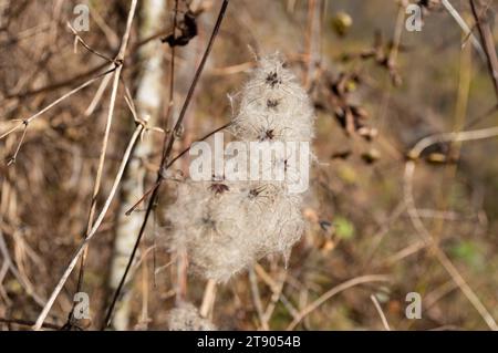 Die Samen einer Pflanze von Clematis vitalba (bekannt als Altbart und Reiserfreude), wie sie in der Herbstsaison in der Nähe der Alpen Norditaliens zu sehen ist Stockfoto