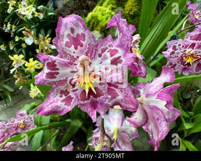 Singapur, Singapur. Oktober 2023. Orchideen blühen im National Orchid Garden, der größten Orchideensammlung der Welt. Vermerk: Carola Frentzen/dpa/Alamy Live News Stockfoto