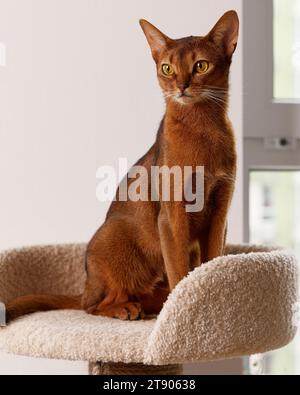 Abessinier junge Katze sitzt am Turm. Schöne reinrassige kurzhaarige Kätzchen Stockfoto