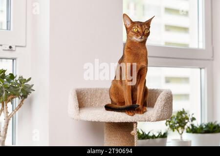 Abessinier junge Katze sitzt am Turm. Schöne reinrassige kurzhaarige Kätzchen Stockfoto