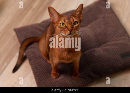 Abessinier, junge Katze, die auf dem Kissen sitzt. Wunderschönes reinrassiges kurzhaariges Haustier Stockfoto