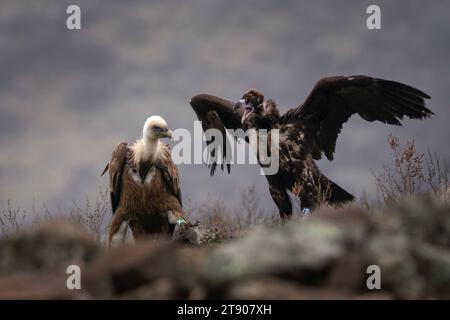 Gänsegeier kämpft mit schwarzem Geier in den Rhodopen. Gyps fulvus und Aegypius monachus wurden in Bulgarien wieder eingeführt. Ornithologie Durin Stockfoto