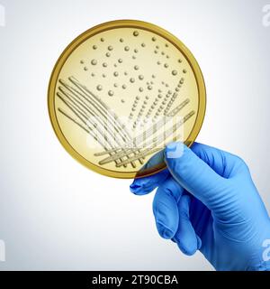 Die Hand hält Eine Petrischale als Wissenschaftler oder Biologe mit einem kultivierten Pilzwachstum als Wissenschaftssymbol für die Erforschung der Mikrobiologie Stockfoto