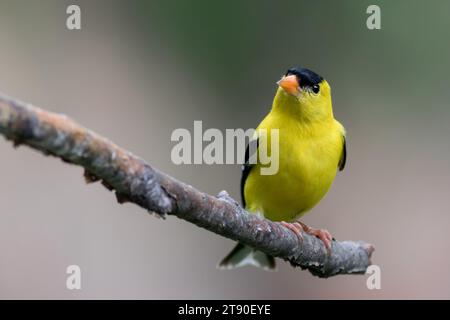 Nahaufnahme männlicher amerikanischer Goldfinch (Spinus tristis) in seinen hellen Paarungsfarben auf einem Birkenbaum im Norden von Minnesota, USA Stockfoto