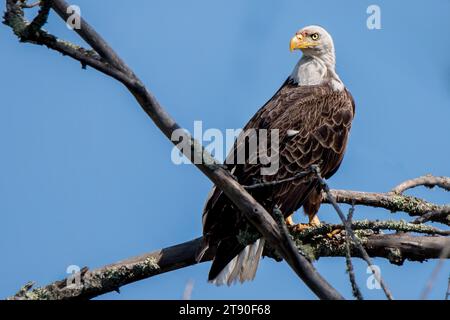 Der adulte Weißkopfseeadler (Haliaeetus leucocephalus) thronte hoch in toten Ästen im Chippewa National Forest im Norden von Minnesota, USA Stockfoto