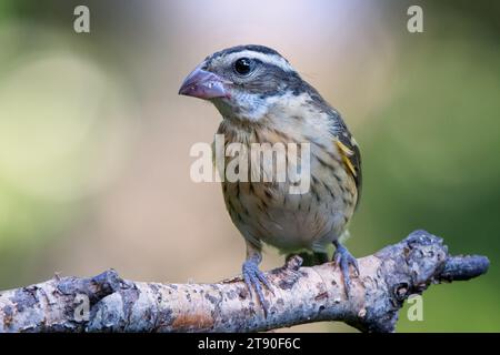 Weiblicher Rosenschnabel (Pheucticus ludovicianus), der auf dem Zweig einer Birke im Chippewa National Forest im Norden von Minnesota, USA, thront Stockfoto