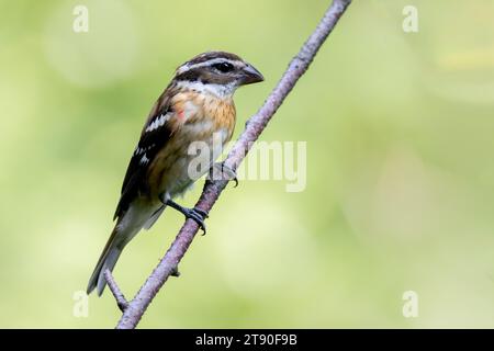 Weiblicher Rosenschnabel (Pheucticus ludovicianus), der auf dem Zweig einer Birke im Chippewa National Forest im Norden von Minnesota, USA, thront Stockfoto