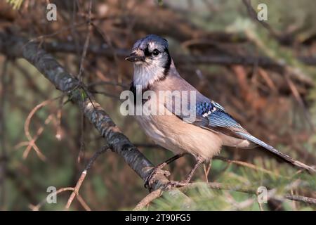 Close up Blue Jay (Cyanocitta cristata), der in den Zweigen der White Fruce im Chippewa National Forest im Norden von Minnesota, USA, thront Stockfoto