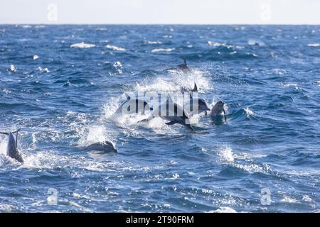 Delfine, darunter ein Kalb, vor der Küste von Newport Beach Stockfoto