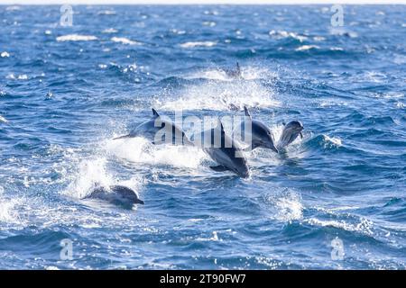 Delfine, darunter ein Kalb, vor der Küste von Newport Beach Stockfoto