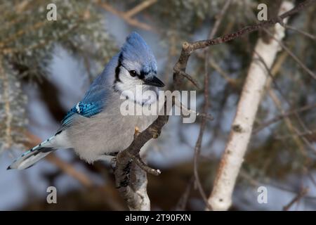 Close up Blue Jay (Cyanocitta cristata), der in den Zweigen der White Fruce im Chippewa National Forest im Norden von Minnesota, USA, thront Stockfoto