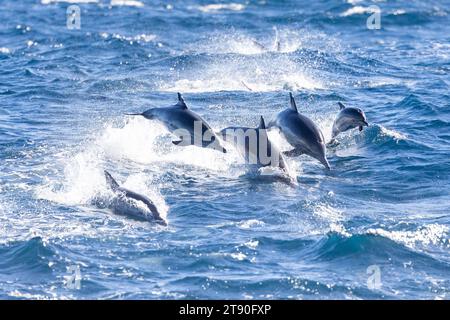 Delfine, darunter ein Kalb, vor der Küste von Newport Beach Stockfoto